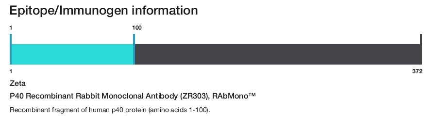 P40 Recombinant Rabbit Monoclonal Antibody (ZR303), RAbMono&trade;