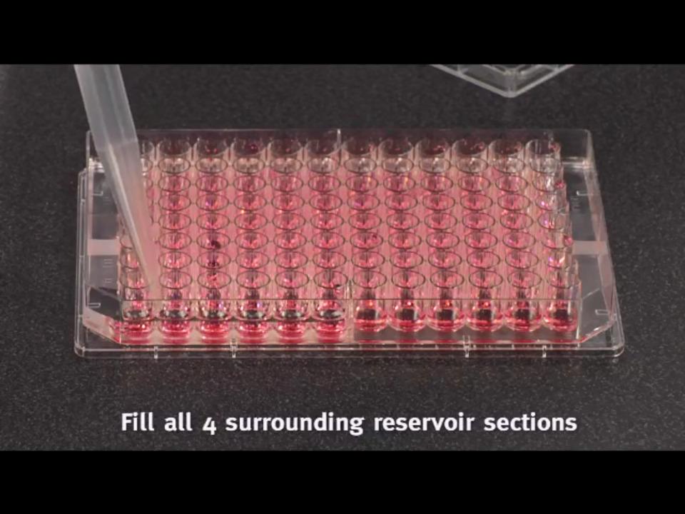 96孔细胞培养板 Thermo Fisher Scientific CN