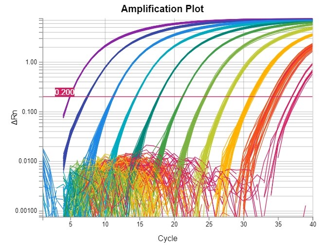 A sample amplification plot A sample amplification plot