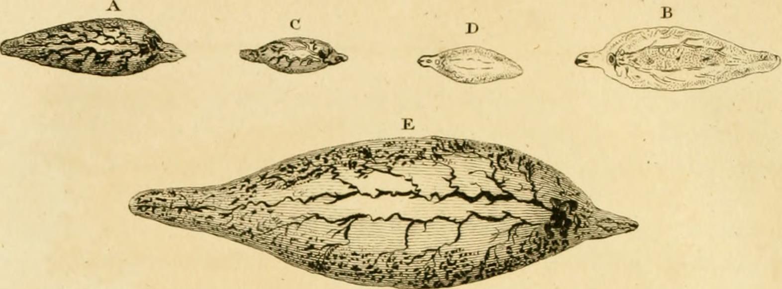 Early observations performed with microscopy