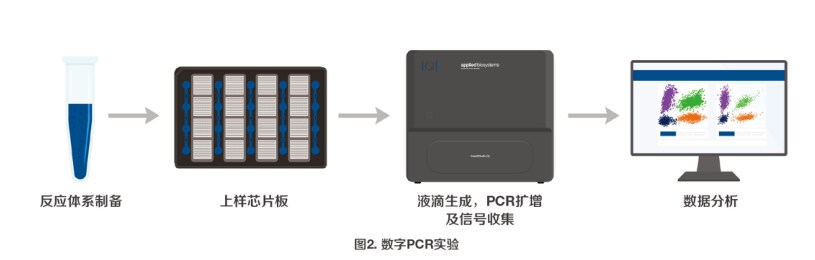 数字PCR实验流程图