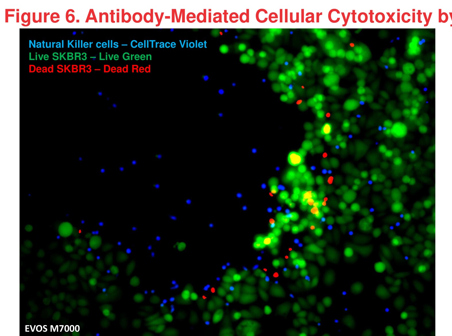 Figure 6 Antibody-Mediated Cellular Cytotoxicity by Natural Killer Cells