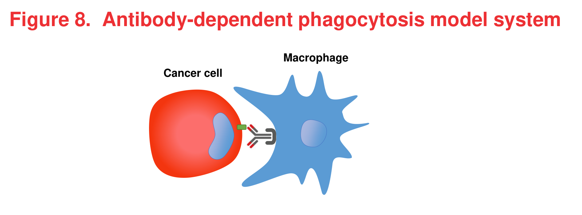 Figure 8 Antibody-dependent phagocytosis model system