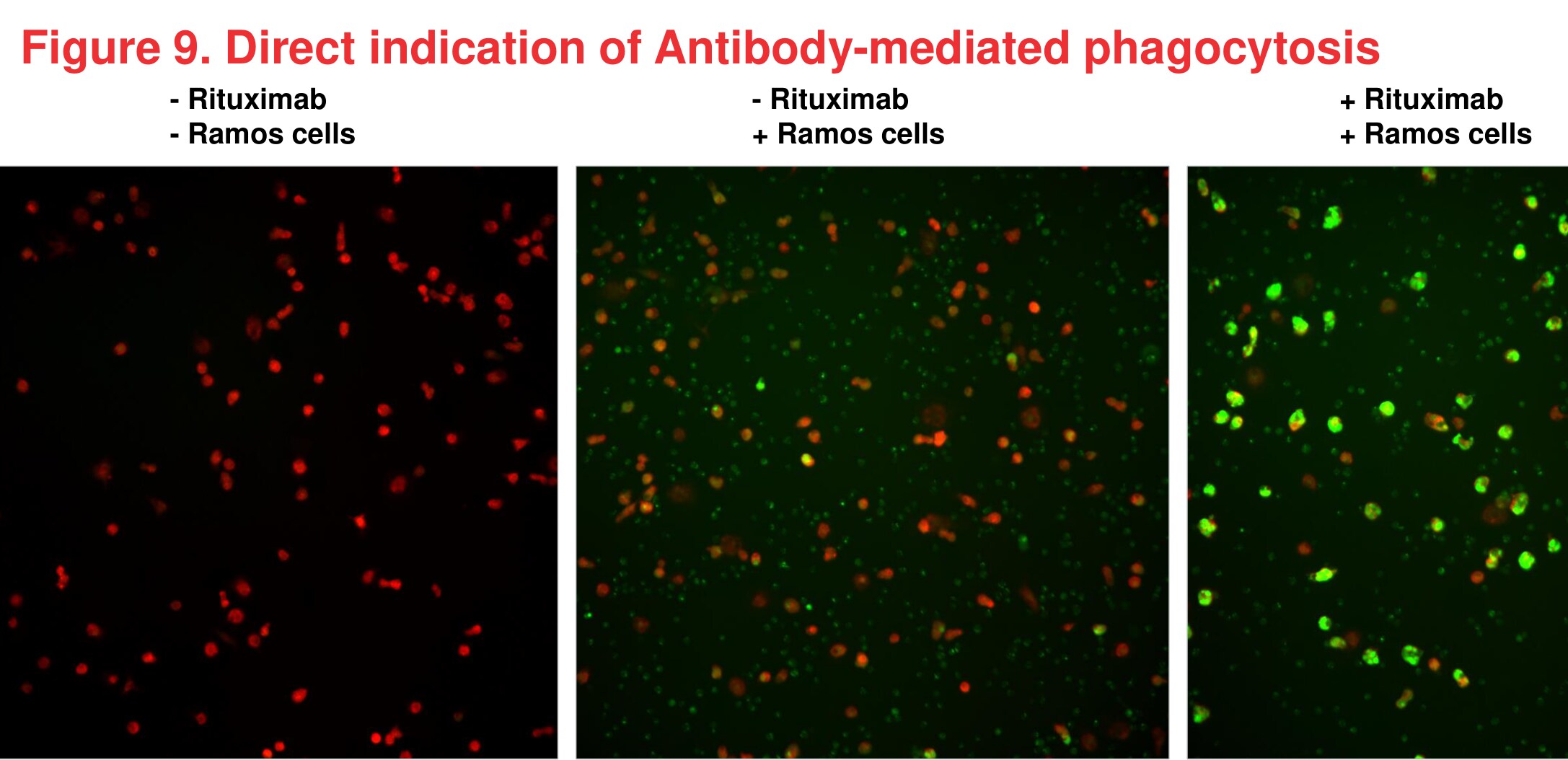 Figure 9 Direct indication of Antibody-mediated phagocytosis
