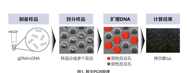 数字PCR原理图