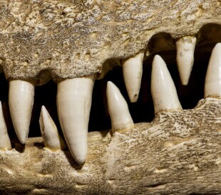 Strontium Isotope ratio analysis