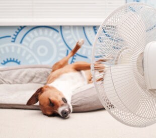 Image of dog cooled by a fan