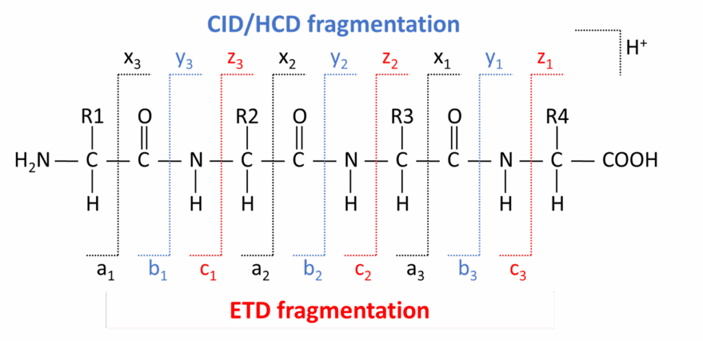 etd fragmentation