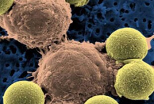 What are Stem Cells?