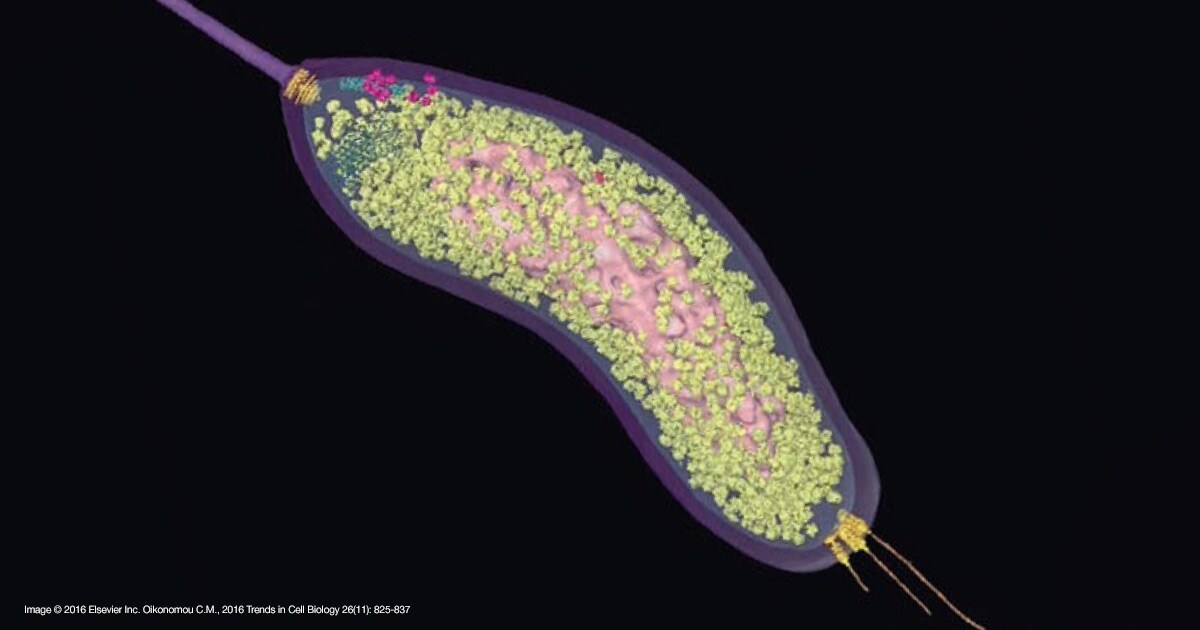 Bdellovibrio bacteriovorus captured using cellular cryo-electron tomography