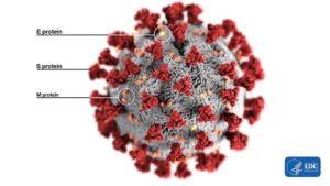 Coronavirus particle rendering