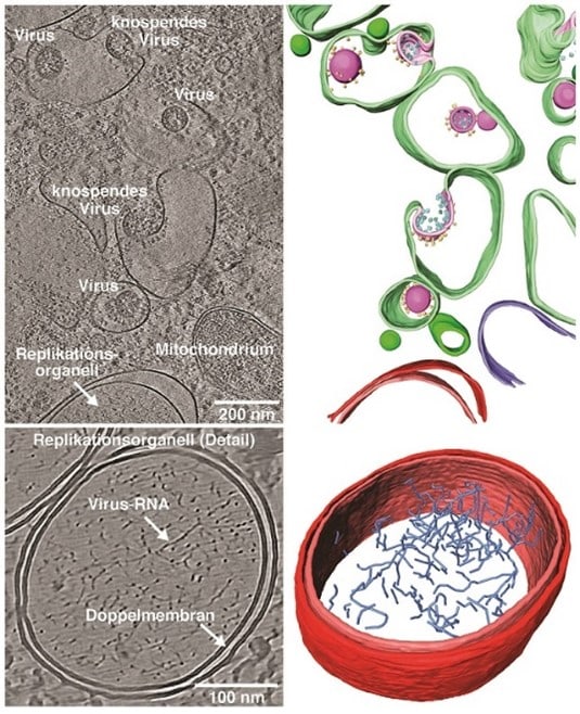 SARS-CoV-2 virus particles rendered during coronavirus research