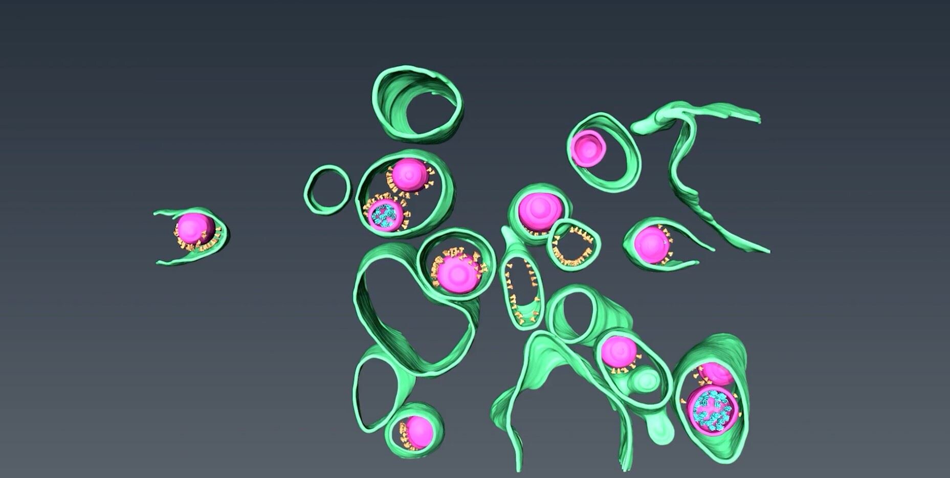 3D rendering of SARS-CoV-2 using Thermo Scientific Amira software