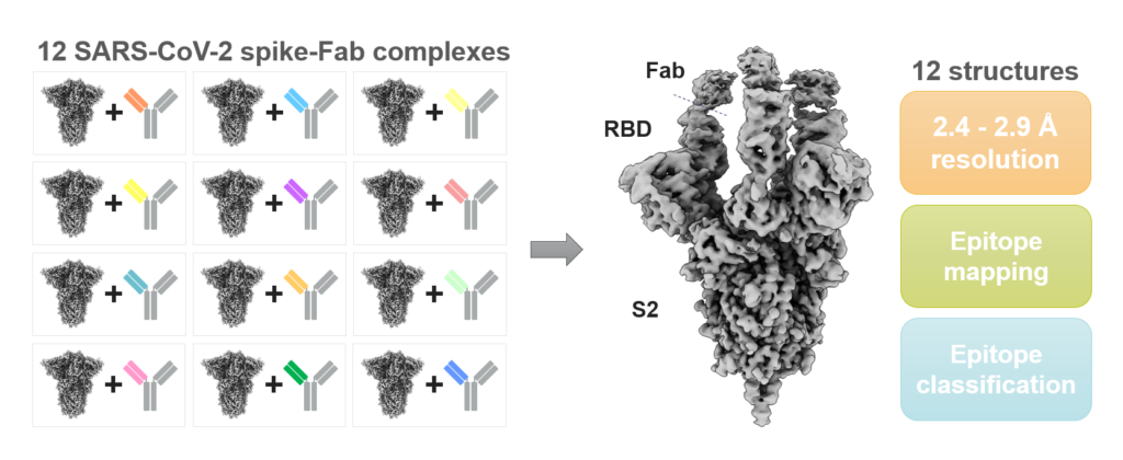 High-throughput cryo-EM epitope mapping of SARS-CoV-2 spike protein antibodies