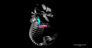 Animal skeleton characterized with 3D visualization and analysis software