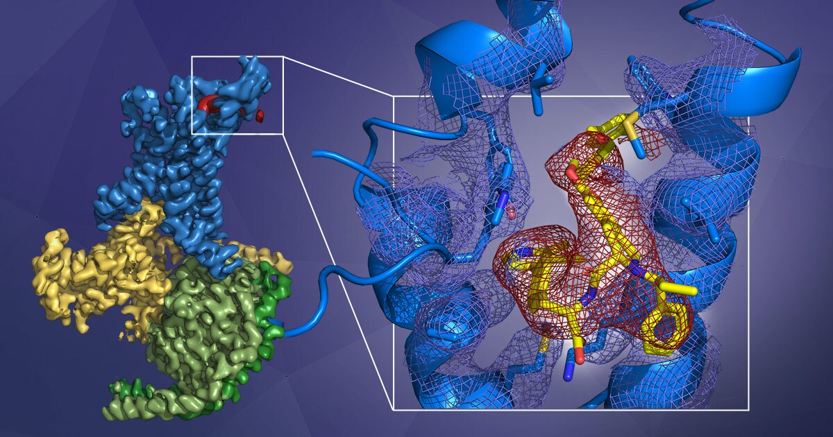 GLP-1 GPCR structure determined with cryo EM research GLP-1 GPCR structure determined with cryo EM research
