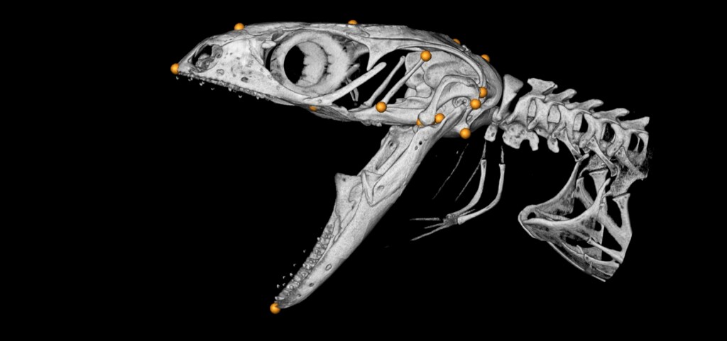 3D visualization and analysis of a reptile skeleton