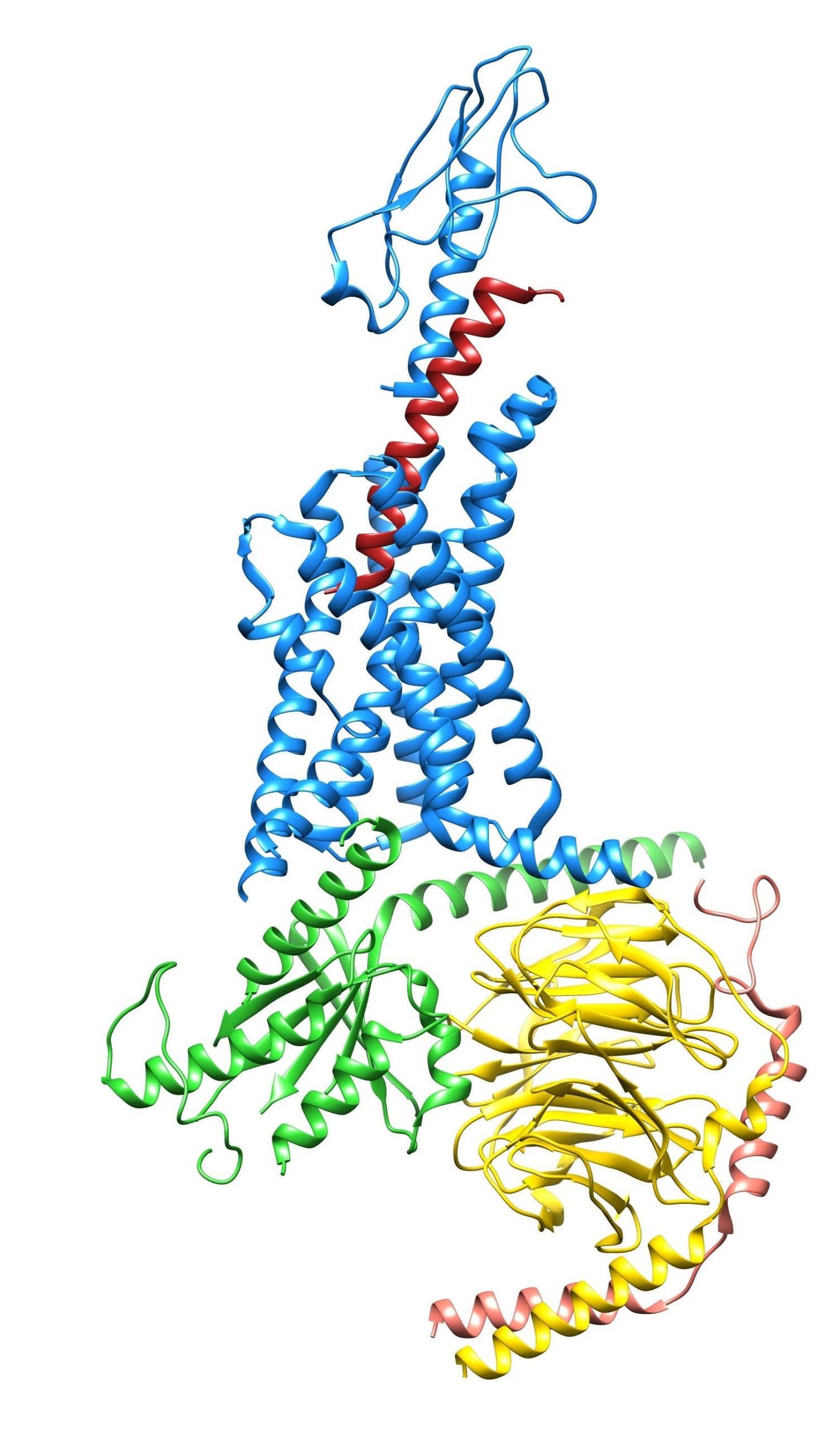 Structure of a GPCR
