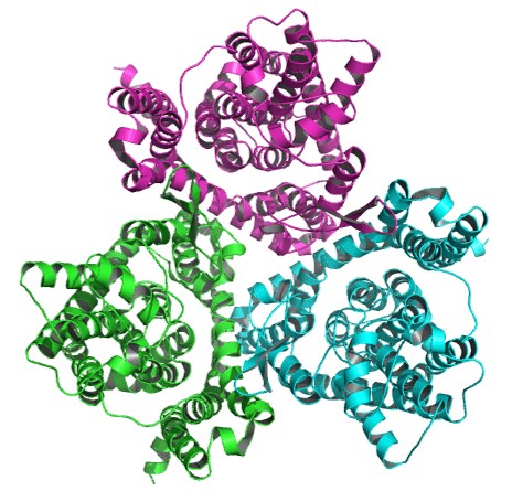SLC1A5 protein structure determined with cryo-EM, as shown in one of Pfizer’s recent articles.
