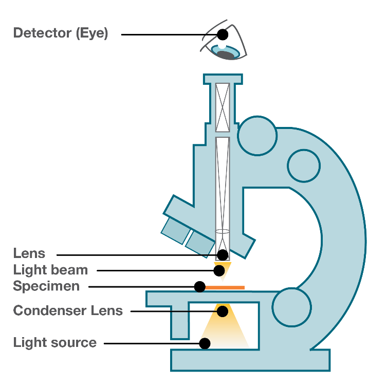 Light microscope diagram