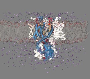 Kv3.1 protein complex in epileptic disorders