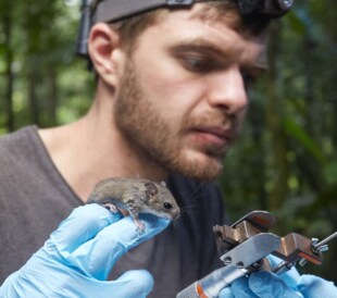 Olfaction studies using Amira-Avizo Software