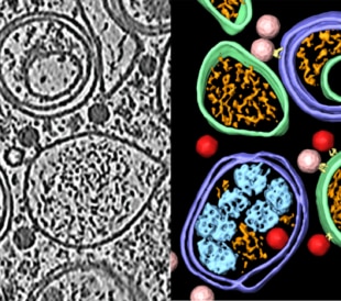 Cryo tomography cell biology research