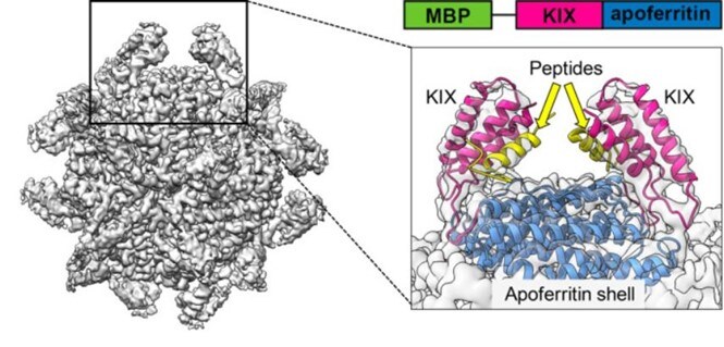 Cancer research of potential therapeutic target Cancer research of potential therapeutic target