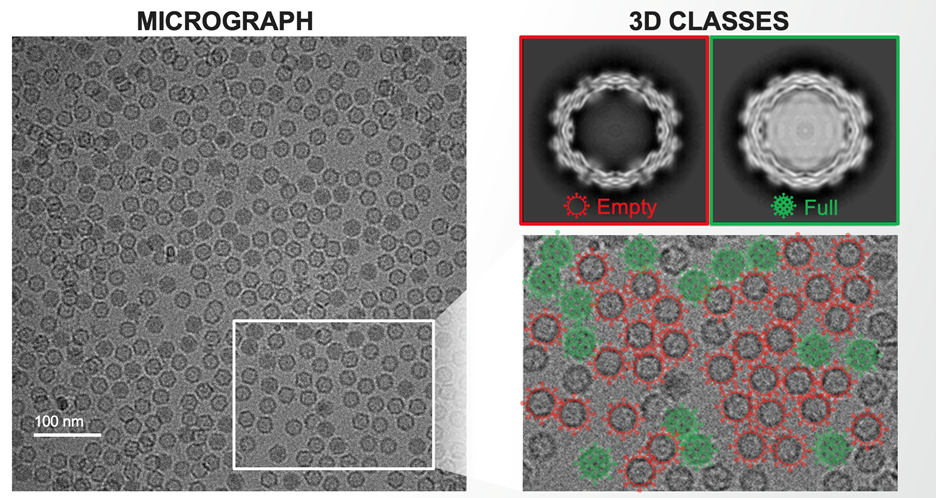 Tundra Cryo-TEM micrographs of AAV - from 2022 workshops