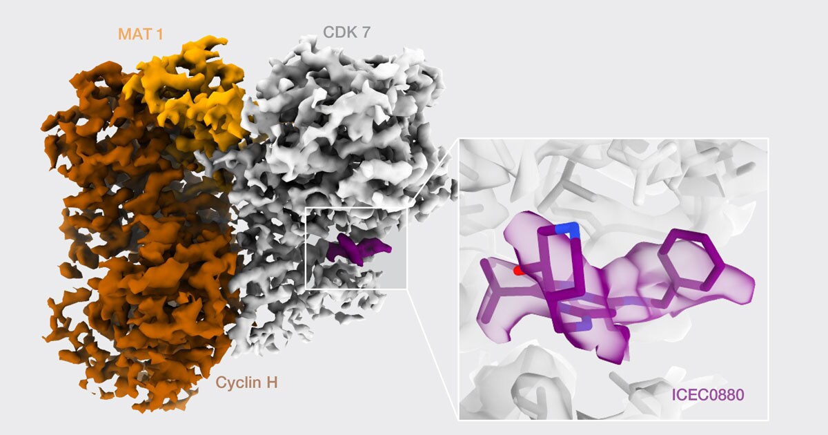 CDK-activating kinase (CAK) complex structures solved on a Glacios 2 Cryo-TEM. Drug binding occupancy on this complex was analyzed following a fast-screening strategy of only a few hours of data collection per sample. A large dataset enabled a 2.3 Å structure in less than a day where an atomic model could be built unambiguously. This project was a collaboration with Basil Greber from Institute of Cancer Research, London, and Professors Simak Ali and Matthew J. Fuchter from Imperial College, London.