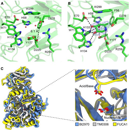 Close up of the FucA1 catalytic center without (A) and with (B) a bonded ligand. (C) shows several bacterial fucosidases overlaid onto the structure of FucA1. Figure reproduced from the original article by Zachary Armstrong et al under CC BY 4.0.