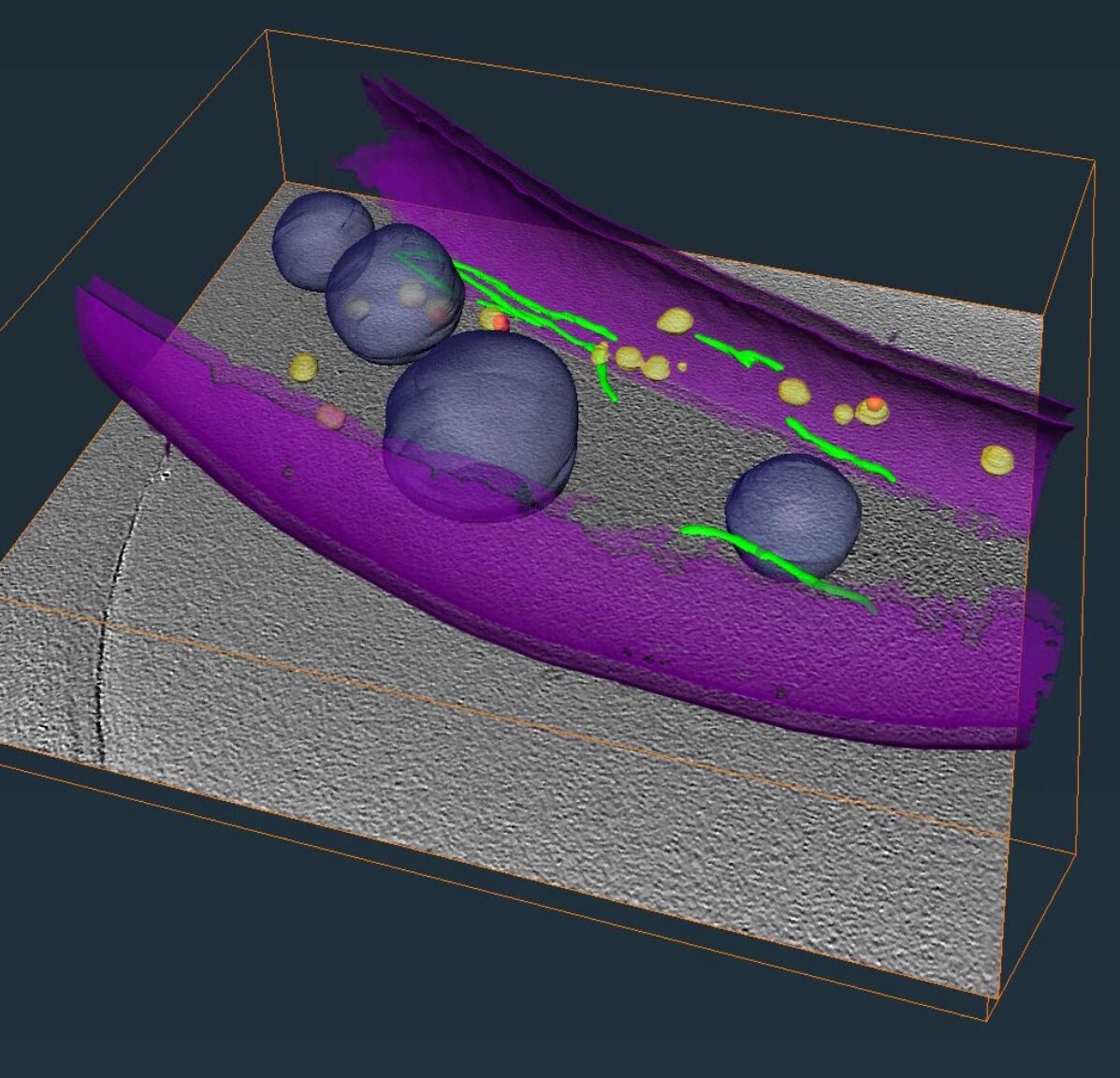 3D visualization of the cell membrane, liposomes, and filaments in a Magnetospirillum bacterium, generated using 200 kV Glacios 2 Cryo-TEM data. Sample courtesy of Dirk Schüler, University of Bayreuth.