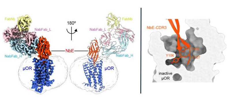 Cryo-EM structure of NbE-µOR complex and close up of the NbE-µOR interaction interface. 