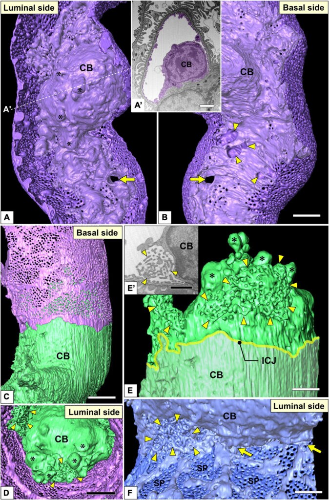 Juxtamesangial region and cell bodies of glomerular endothelial cells (GEnCs)
