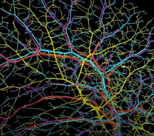 Reconstructed liver blood vessels, bile ducts, and lymphatic vessels.