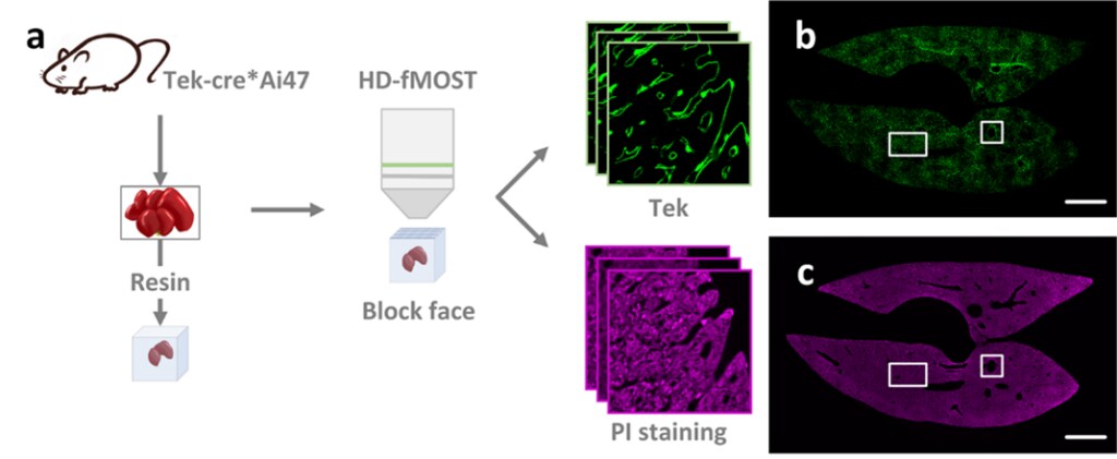 Fluorescent micro-optical sectioning tomography workflow