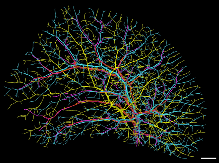 Reconstructed liver bile ducts and vascular structures including blood vessels and lymphatic vessels.