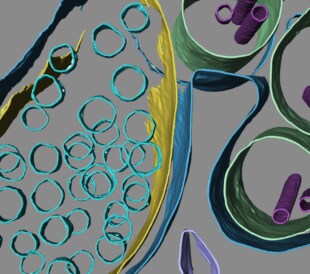 Microscopy Today Innovation Award 2023