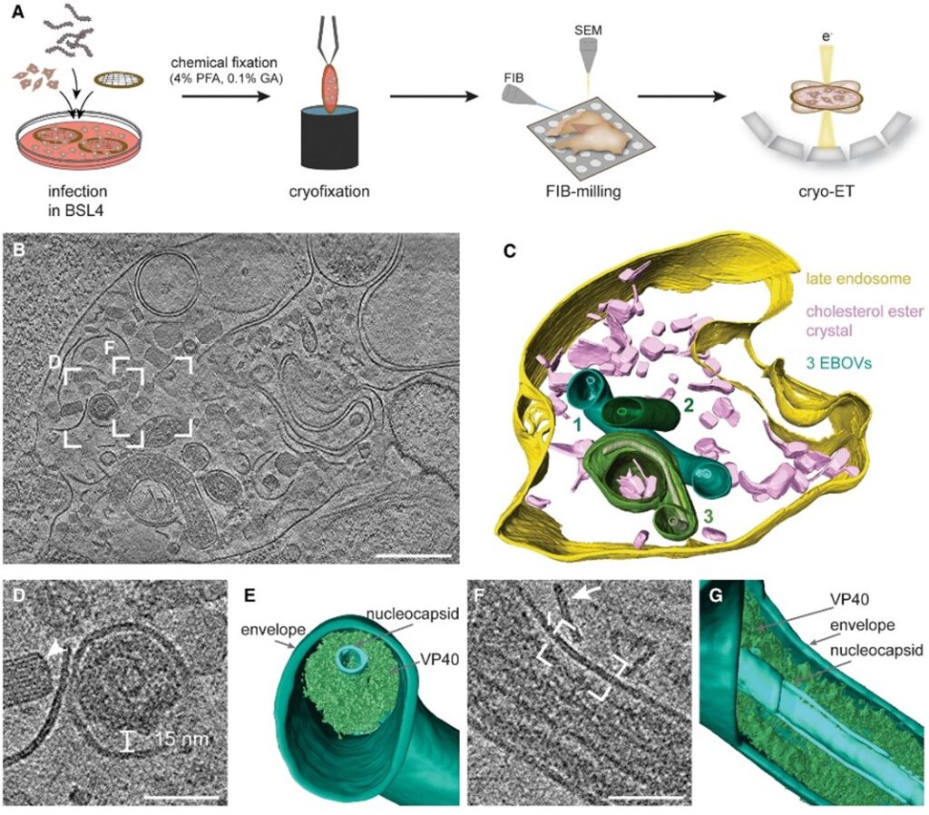 Ebola virus structure revealed with Amira Software