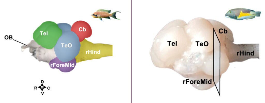 Teleost fish