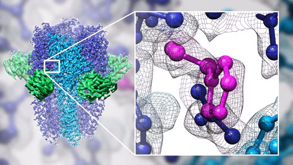 Histamine in the binding pocket of human GABA-A determined with single particle analysis.