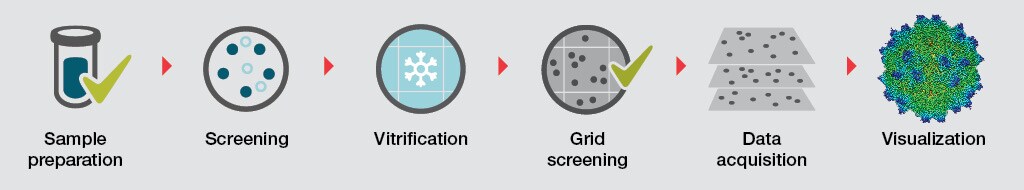 Single particle analysis cryo-EM workflow.