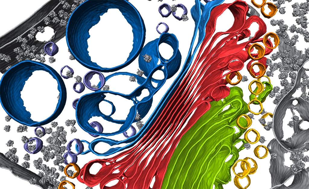 Cryo-electron tomography of Chlamydomonas reinhardtii Golgi apparatus.