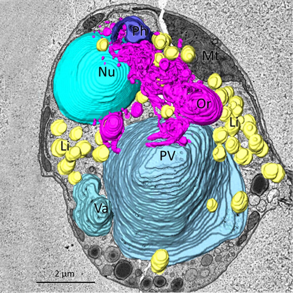 Three dimensional structures of organelles, vacuoles and vesicles in a microeukaryote. Three dimensional structures of organelles, vacuoles and vesicles in a microeukaryote.