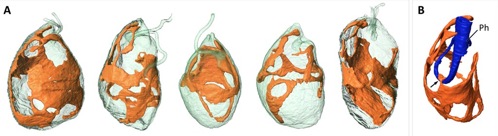 Shape and detailed structure of a microeukaryote mitochondrion, visualized in 3D from serial block face SEM data Shape and detailed structure of a microeukaryote mitochondrion, visualized in 3D from serial block face SEM data