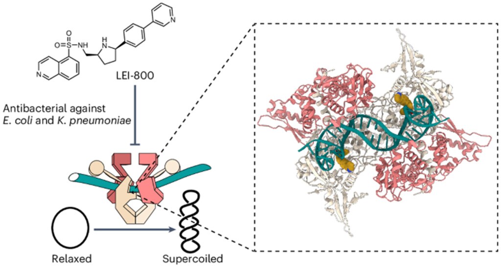 LEI-800 binding and inhibiting bacterial DNA gyrase in fight against antimicrobial resistance