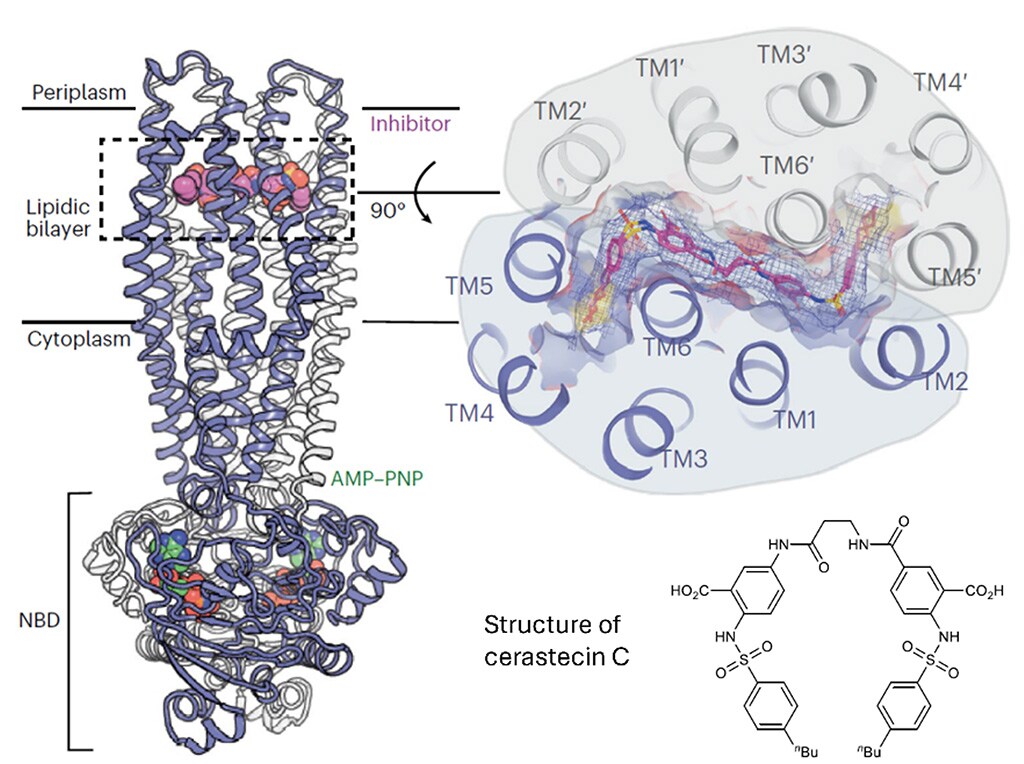 The unique serpentine configuration of cerastecin C in complex with MsbA