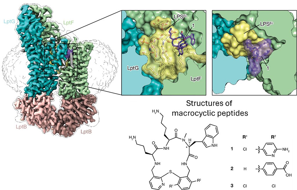 Composite binding of macrocyclic peptides to combat antimicrobial resistance