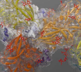 Guiding the Development of an HIV Vaccine with Structure-Based Drug Design