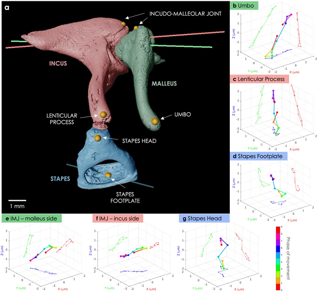 Middle ear structures visualized with X-ray imaging and Amira Software, showing the motion of middle ear bones.